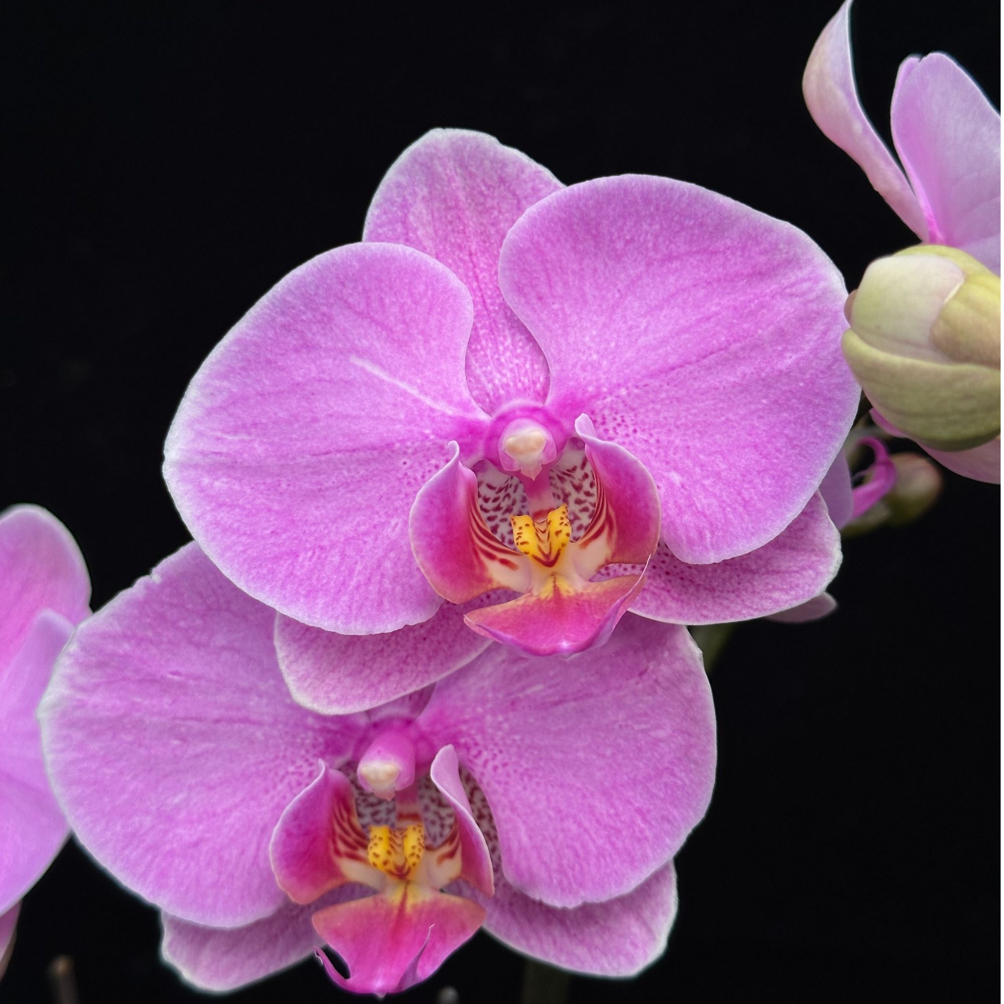 蝴蝶兰【明日之星】粉色中大花 基地直发