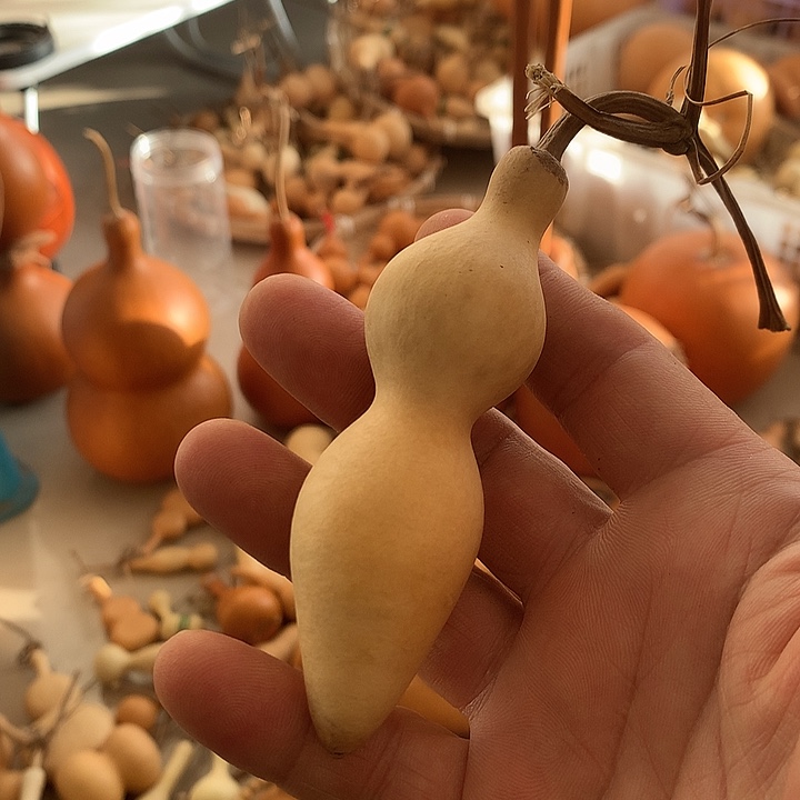 凡***人蚂蚁型葫芦，微色差