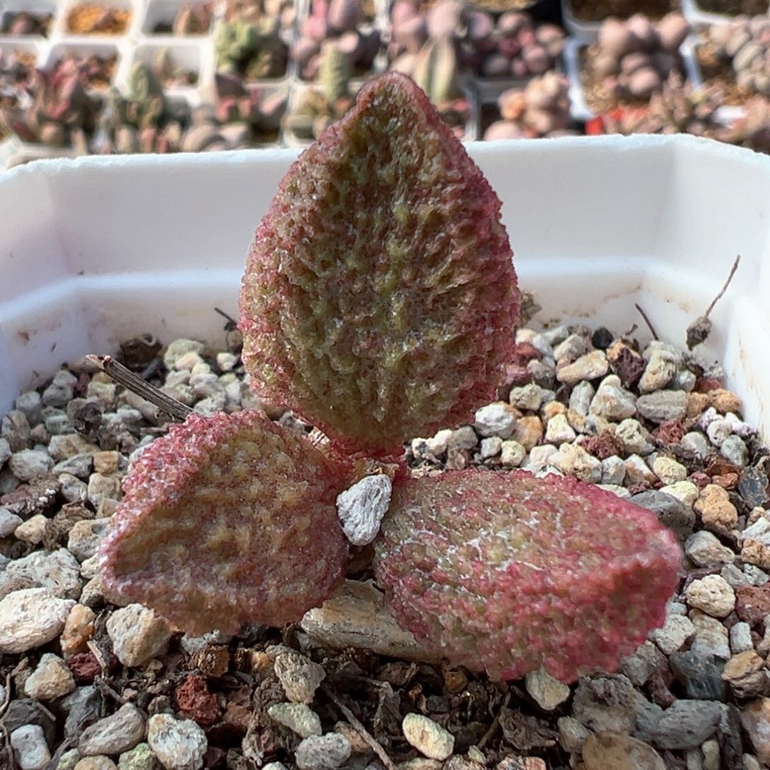 实生新品多肉植物水泡