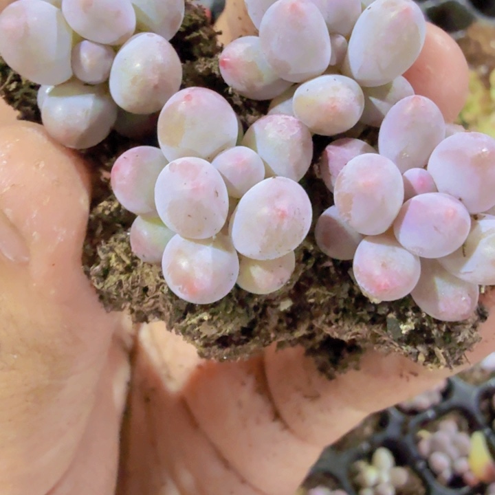 韩版汤圆五颗一组