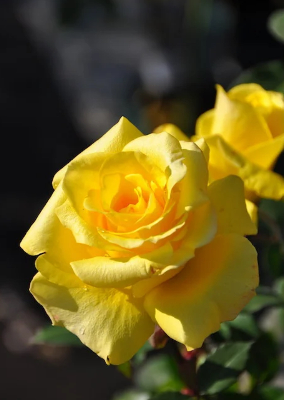 【金奖章】五年苗月季大花浓香阳台庭院盆栽花卉 耐寒好养好活