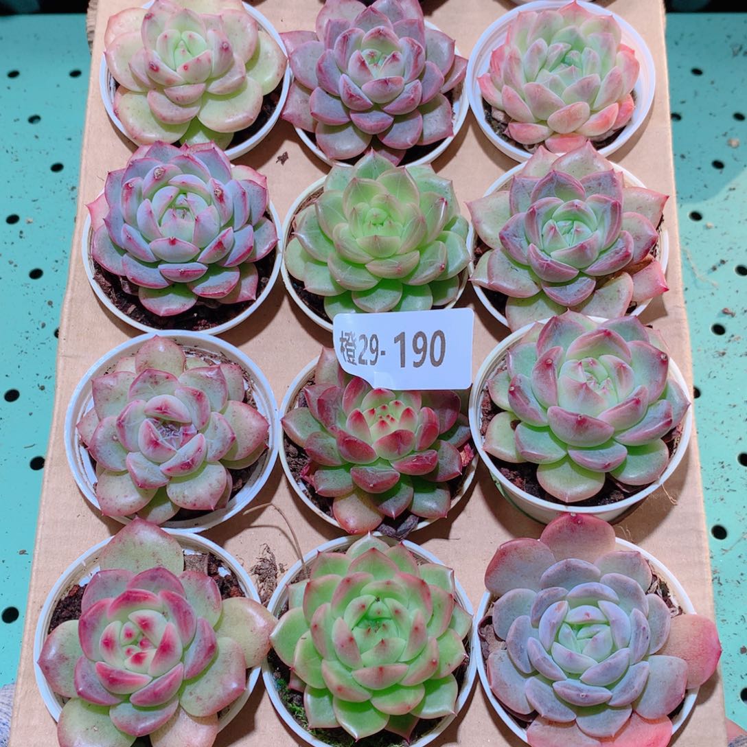 29-190一物一拍多肉带盆18颗