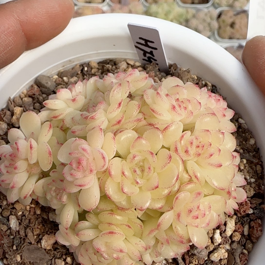 【闪购商品】0206-147（ht-40）