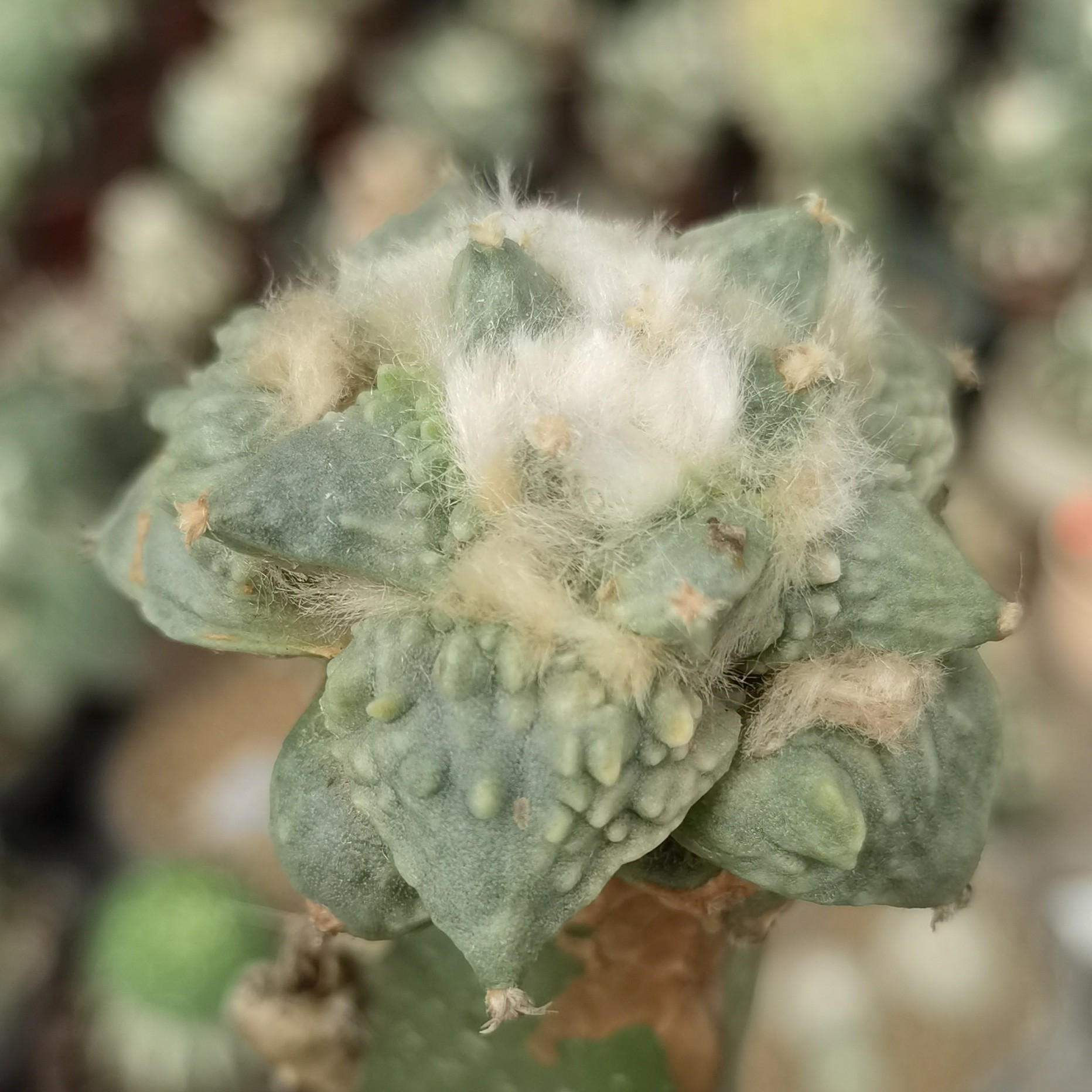 怒涛锦 砧木留十公分，偏远地区不包邮