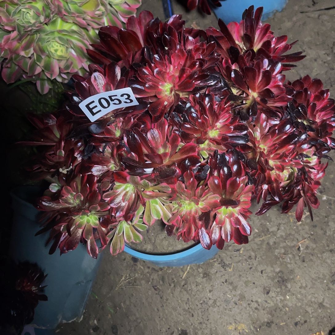 白婚纱法师15//42包邮法师