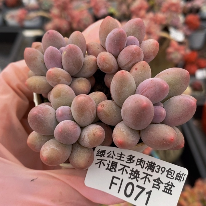 粉红泡泡4棵1071多肉