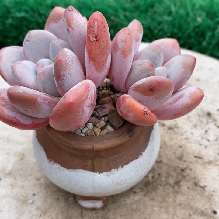 月桂整无砍多肉带盆土