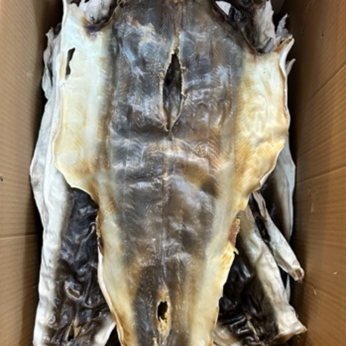 青鲨鱼皮泡发率高凉拌碗仔翅高汤鱼皮煲