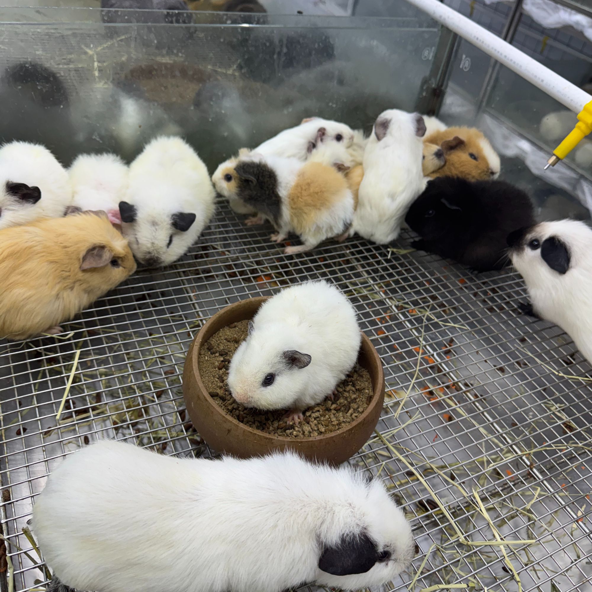 猪活物豚鼠活体宠物适合家庭喂养