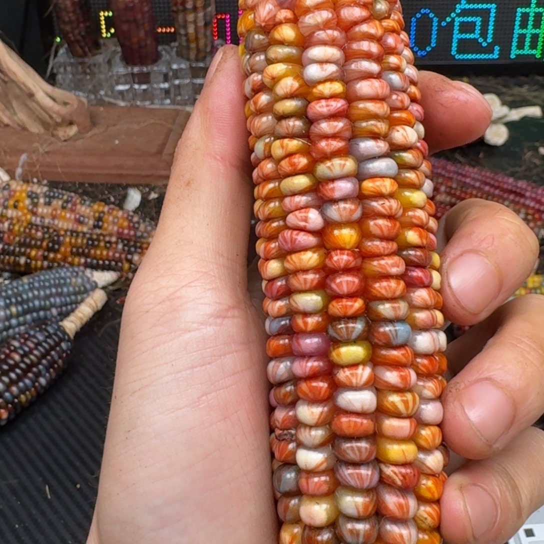 柏香籽/百香籽吊坠青****师