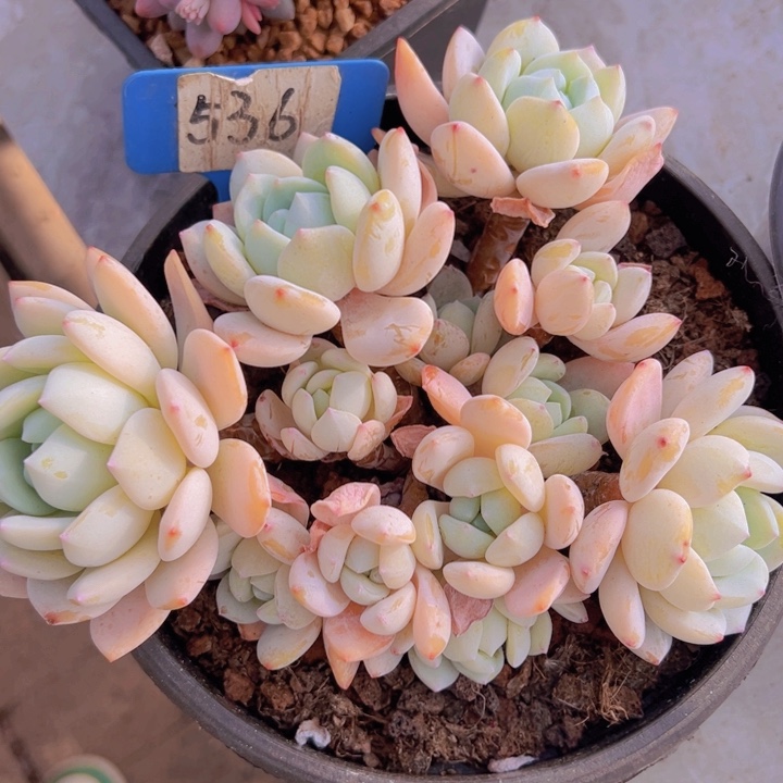 健健康康平平安安