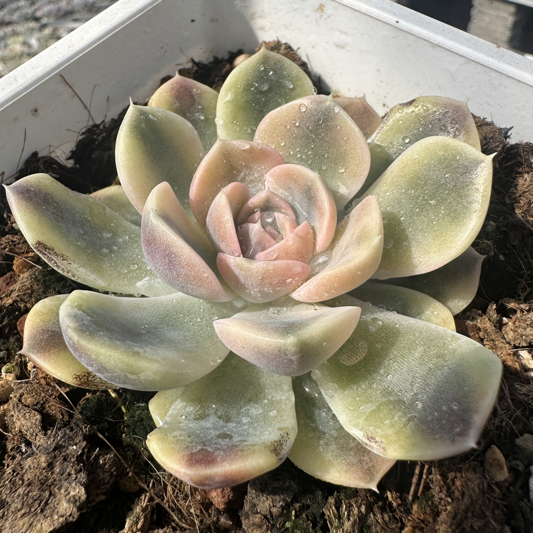 汉堡锦，多肉植物