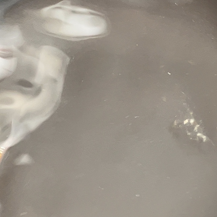 青鳉鱼月神3条11号