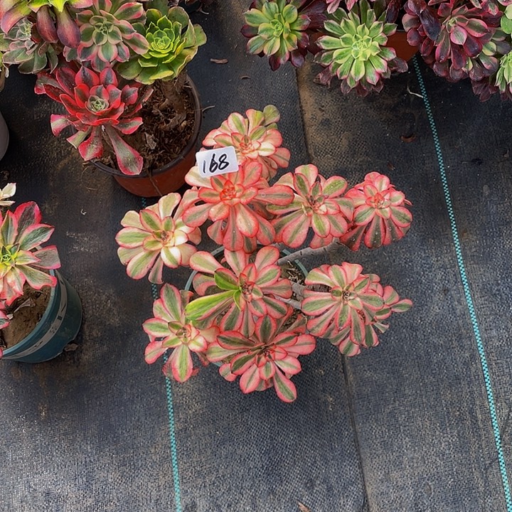 艳***子架接000000000000168号