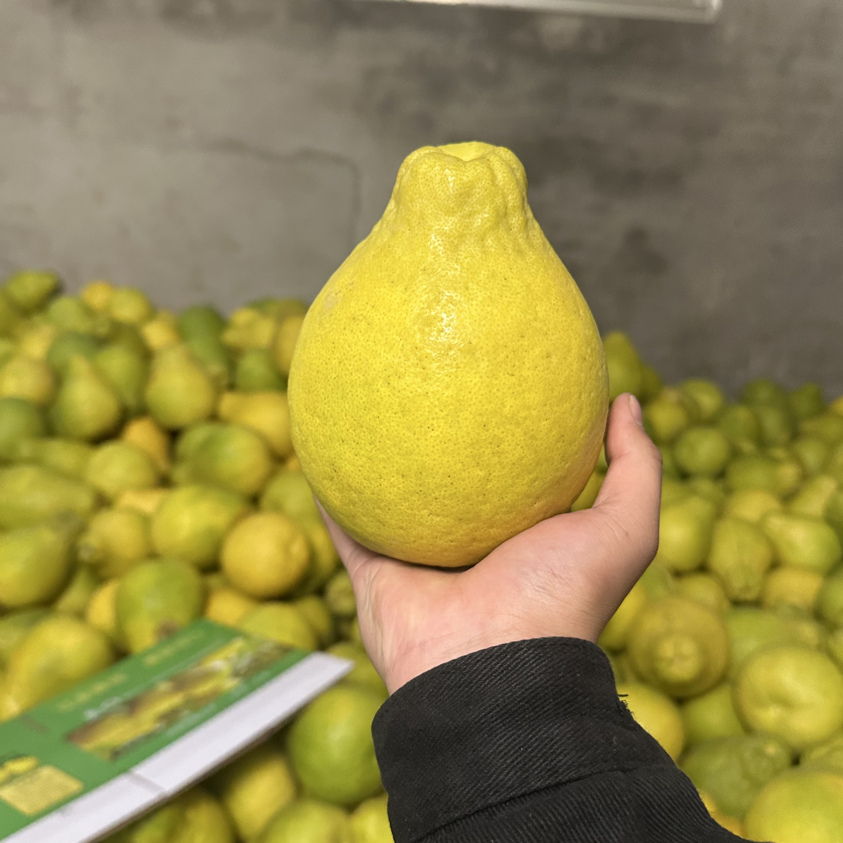  湖南江永香柚（沙田柚）农家老树柚 精品大果