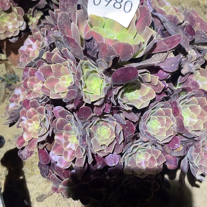 多肉植物法师980花呐
