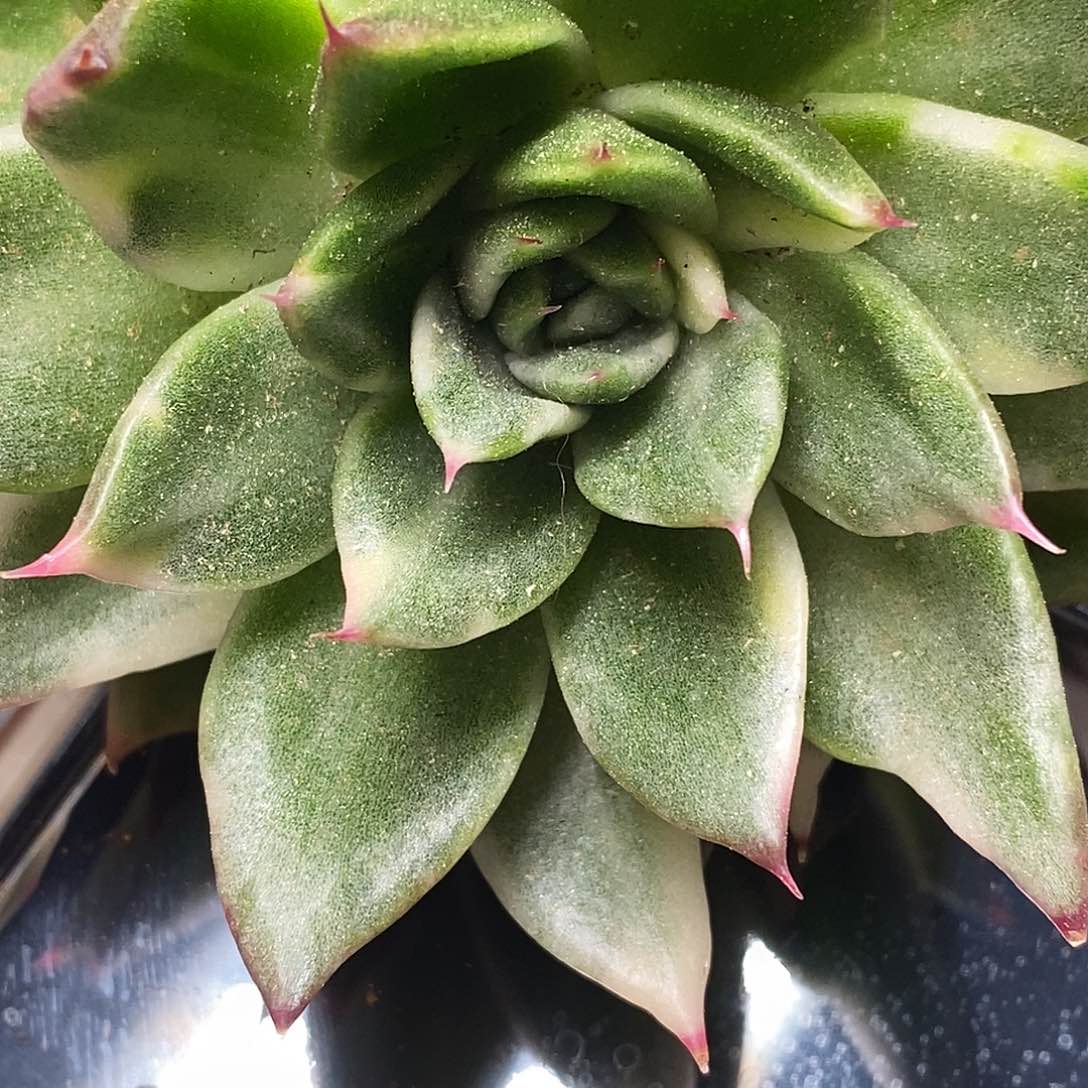 无*-东云锦一物一拍，