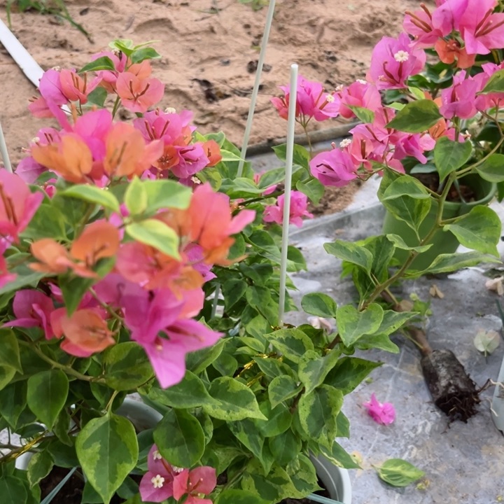 完全开放三角梅斋戒狂欢