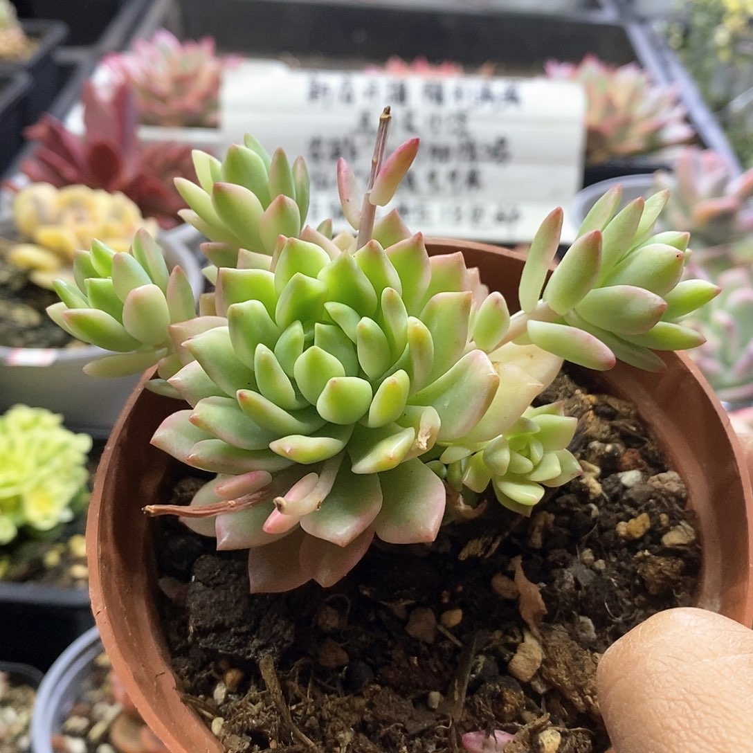 24141马库斯黄锦多肉