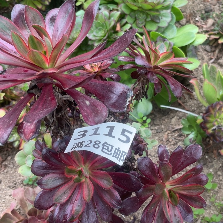 3115巫毒嫁接三号棚T