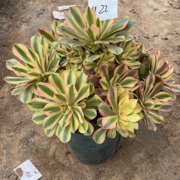 法师植物洛神法师1122