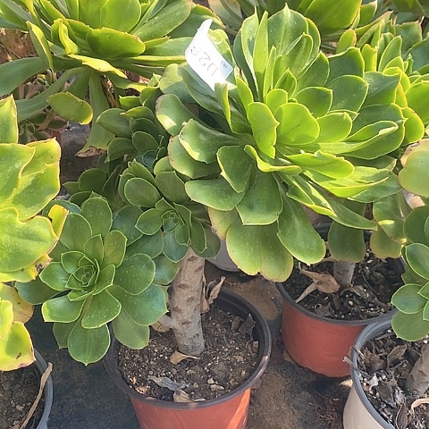 266大叶绿玫瑰多肉