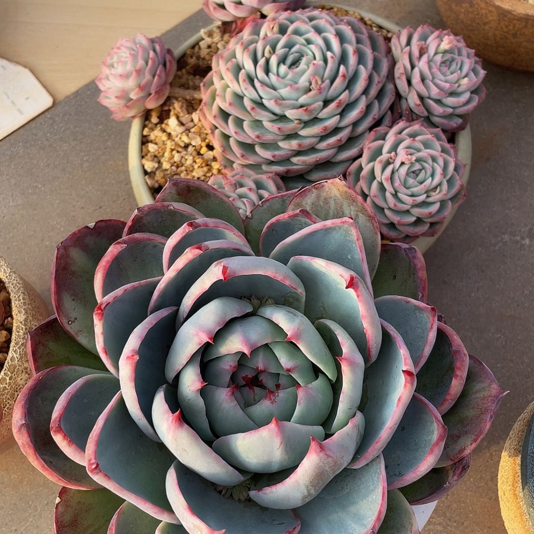 惊鸿多肉多肉多肉