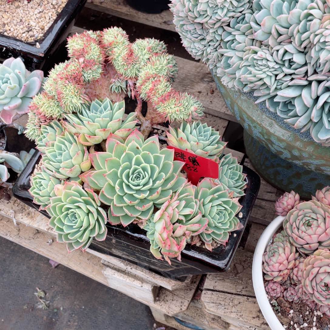 陈曦，三色锦缀化，。