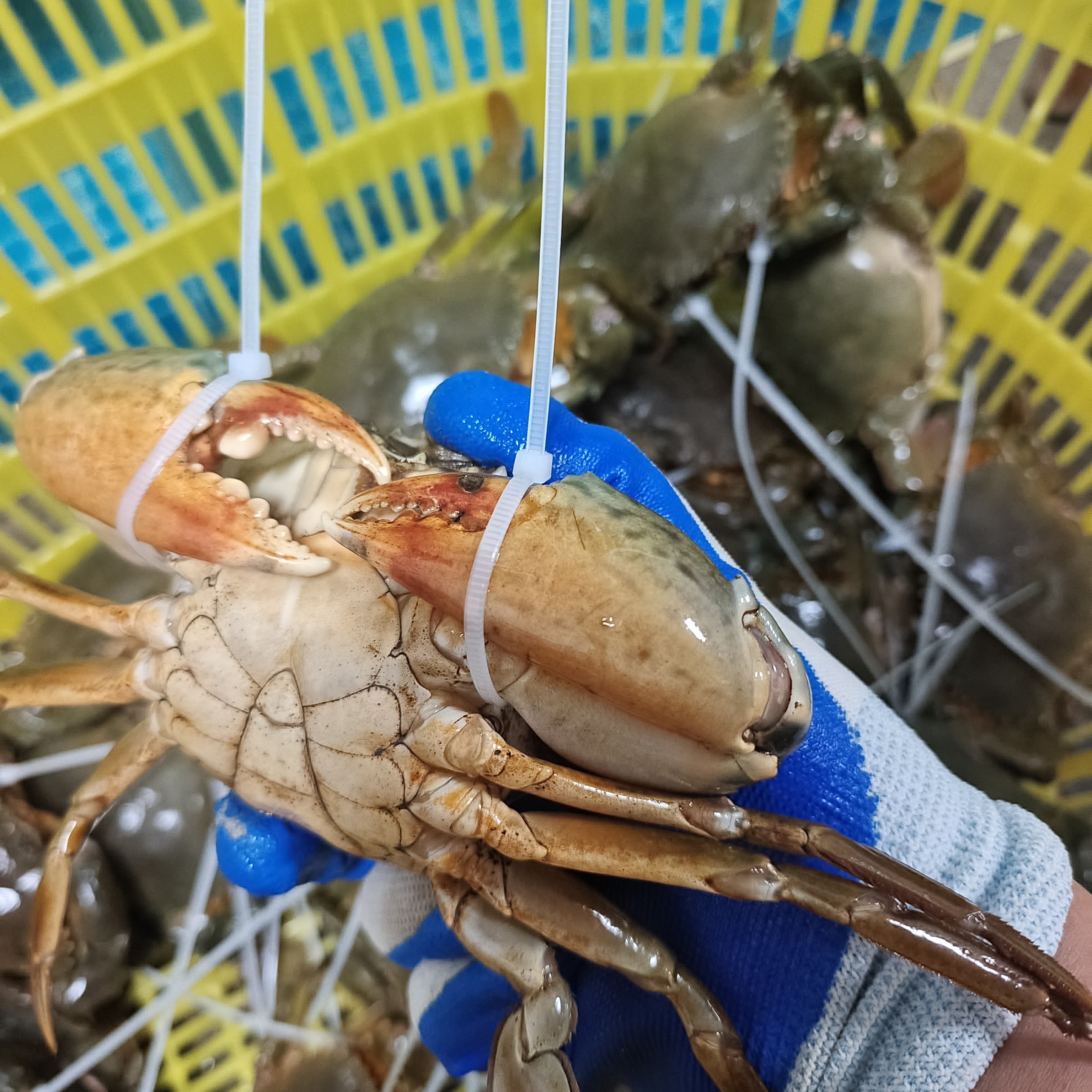 5斤无绳青蟹 北部湾红树林 野生青蟹公蟹母蟹鲜活肉多饱满到家
