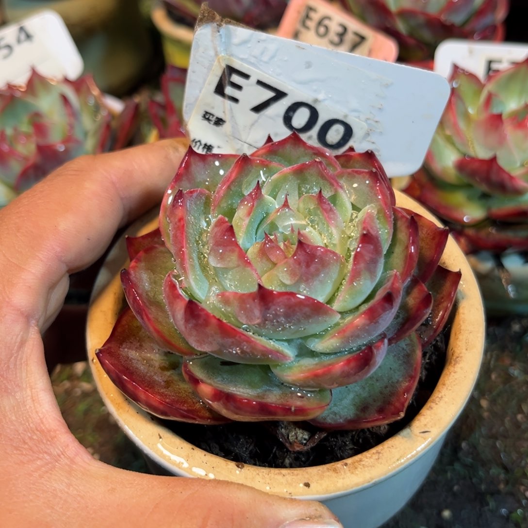 惊鸿一瞥700号多肉