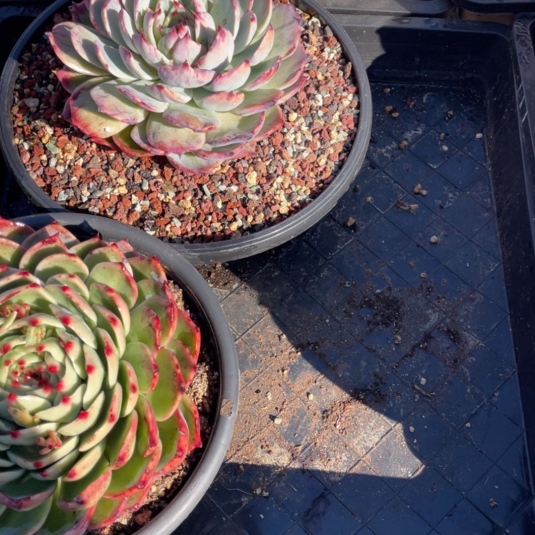 梅***旧惊鸿仙子保温箱链接