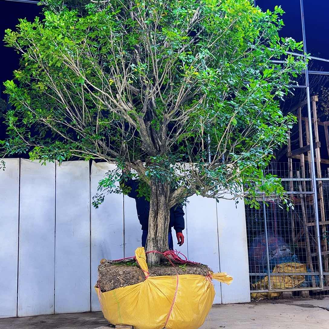 声***乐当前无花朵，栽培后可花朵