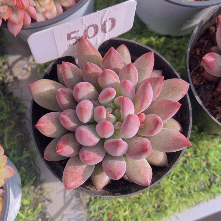 健健康康平平安安