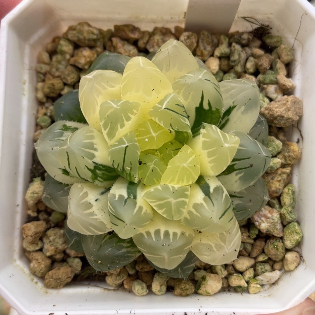 小蔡的菜园64冰之恋