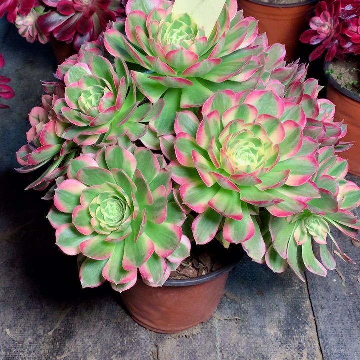 9海王多肉一物一拍～