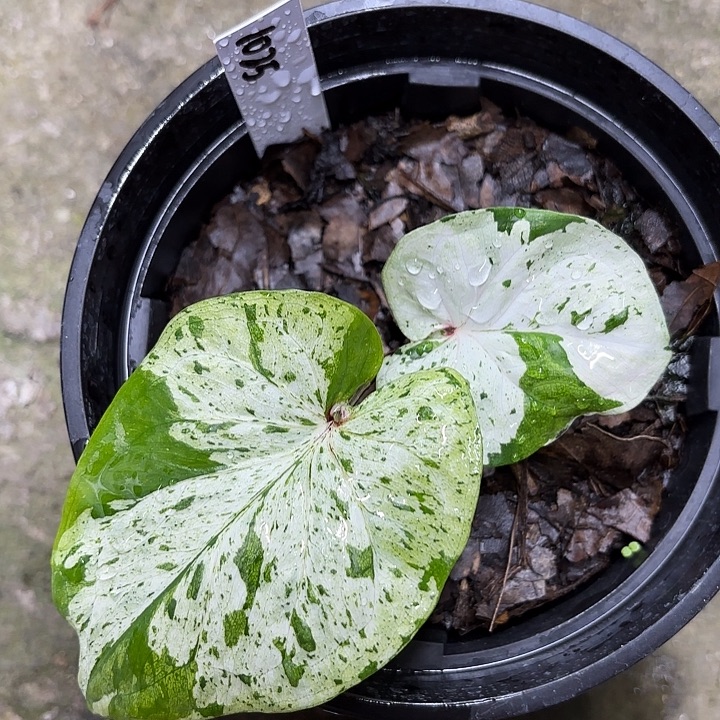 1025-0827薄荷糖广东现货