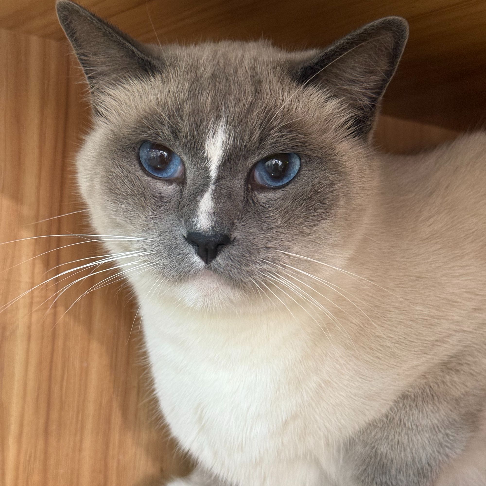 猫很火-暹罗弟弟