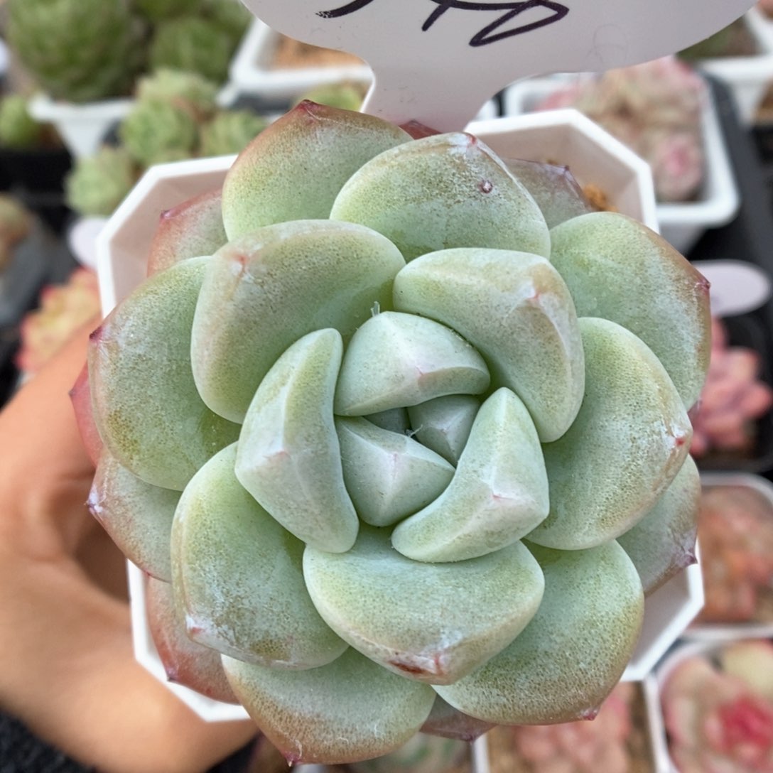 草莓冰玉可拍346号。 