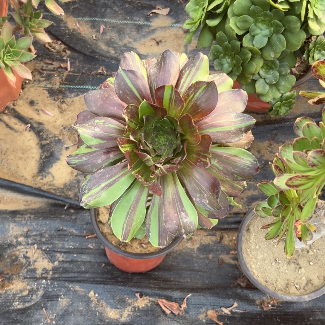 多肉植物巫毒水墨丹青