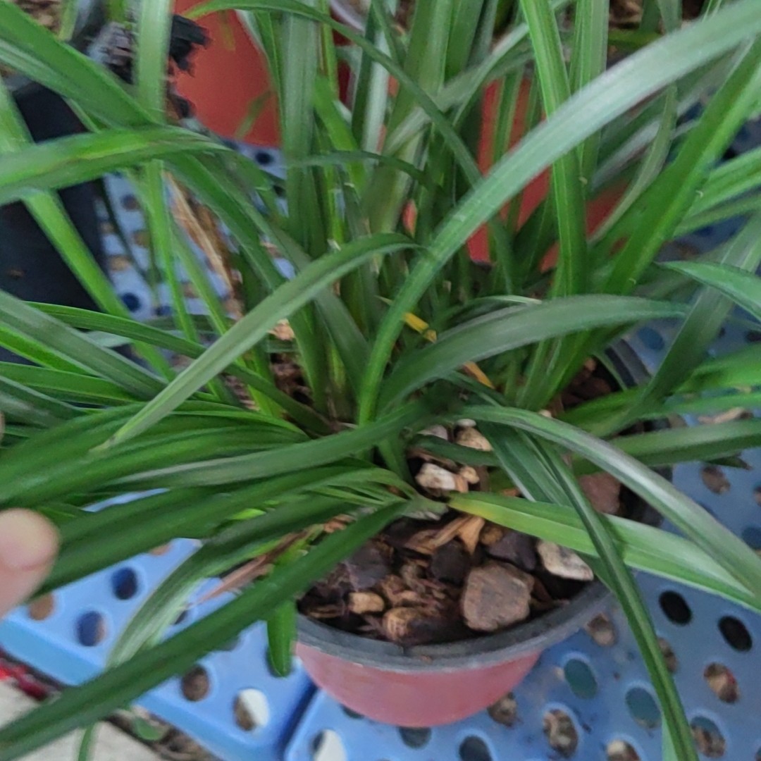 好养易活浓香型春兰惠兰建兰春剑莲瓣兰室内桌面绿植阳台盆栽。