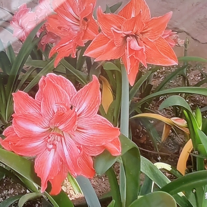 珍妮小姐直径7+基地球