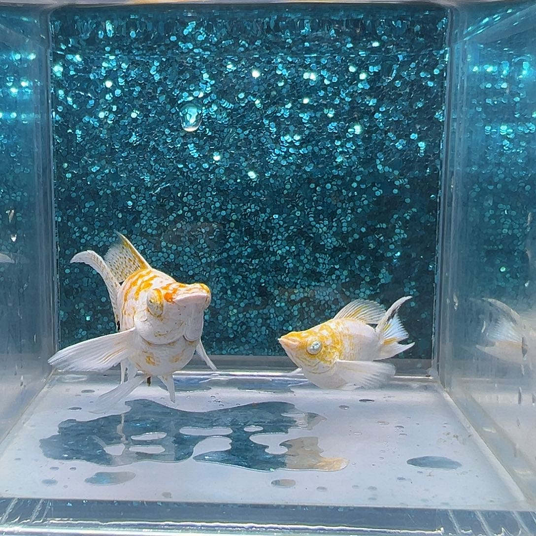 孔雀鱼樱花玛丽一对0063