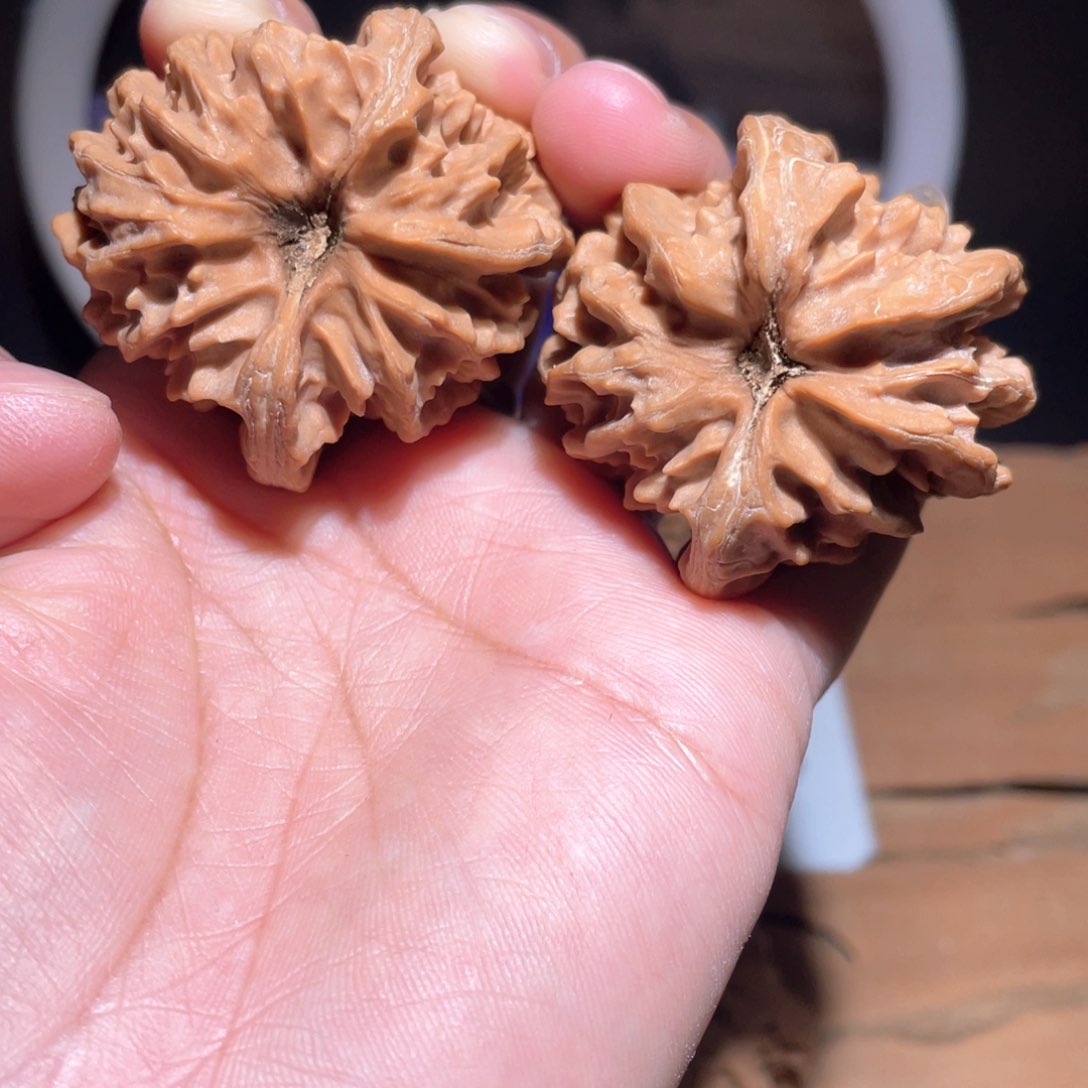 S190 41尺 大龙 龟背