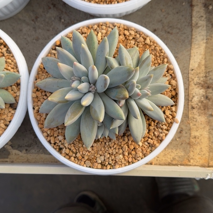 焦糖体 哥特 3头 一物一拍