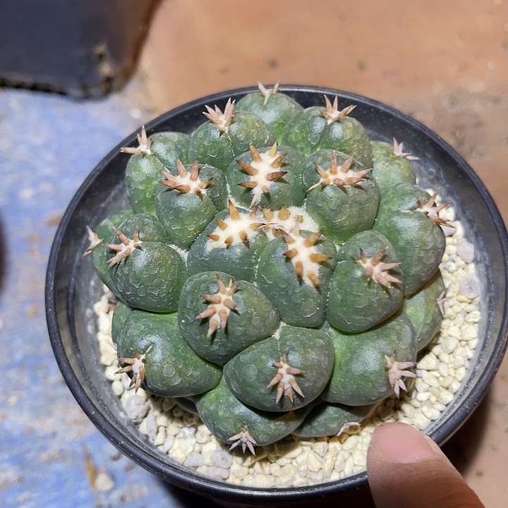 满38包邮2天凑单，脱土晾根发货多肉植物