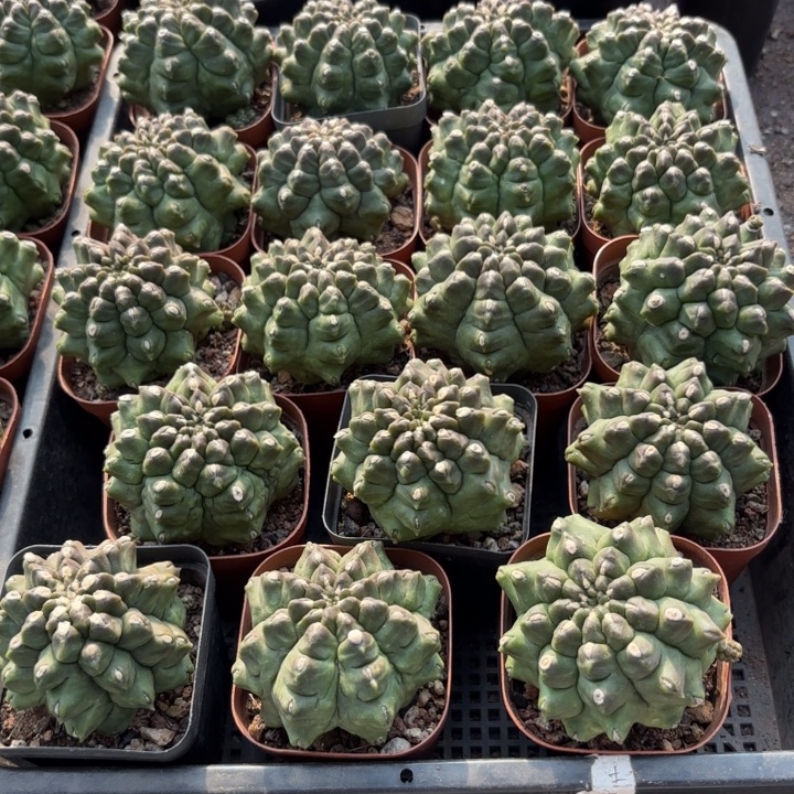 绿宝石好养皮实好