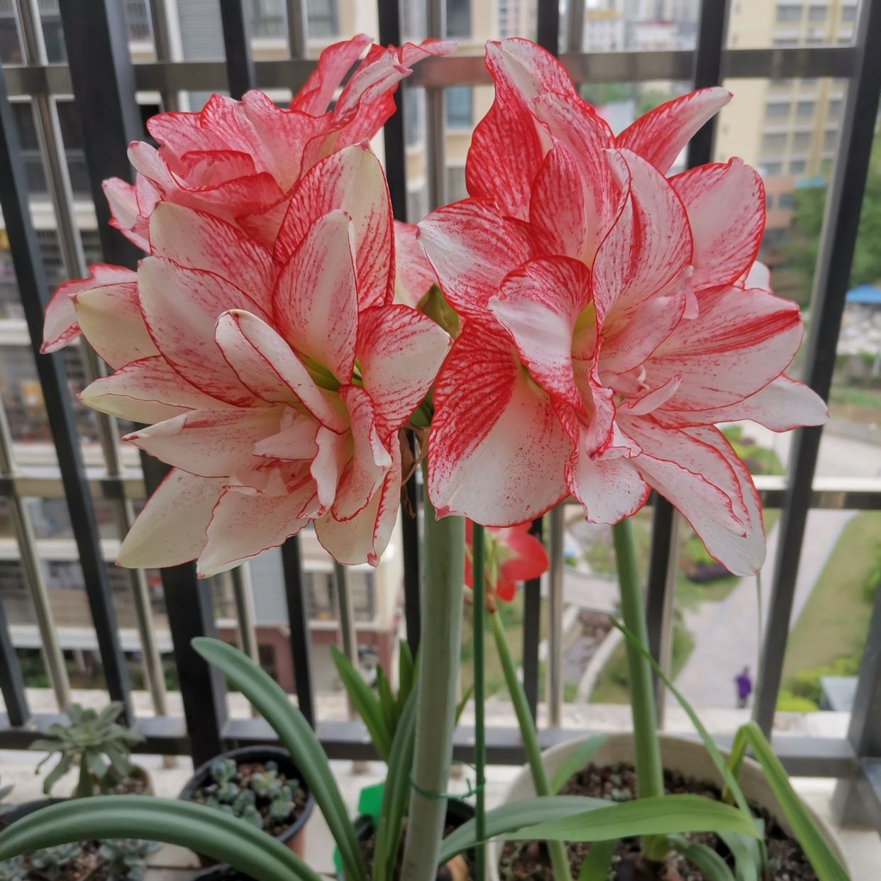 条纹黛丝，一棵带仙气的花