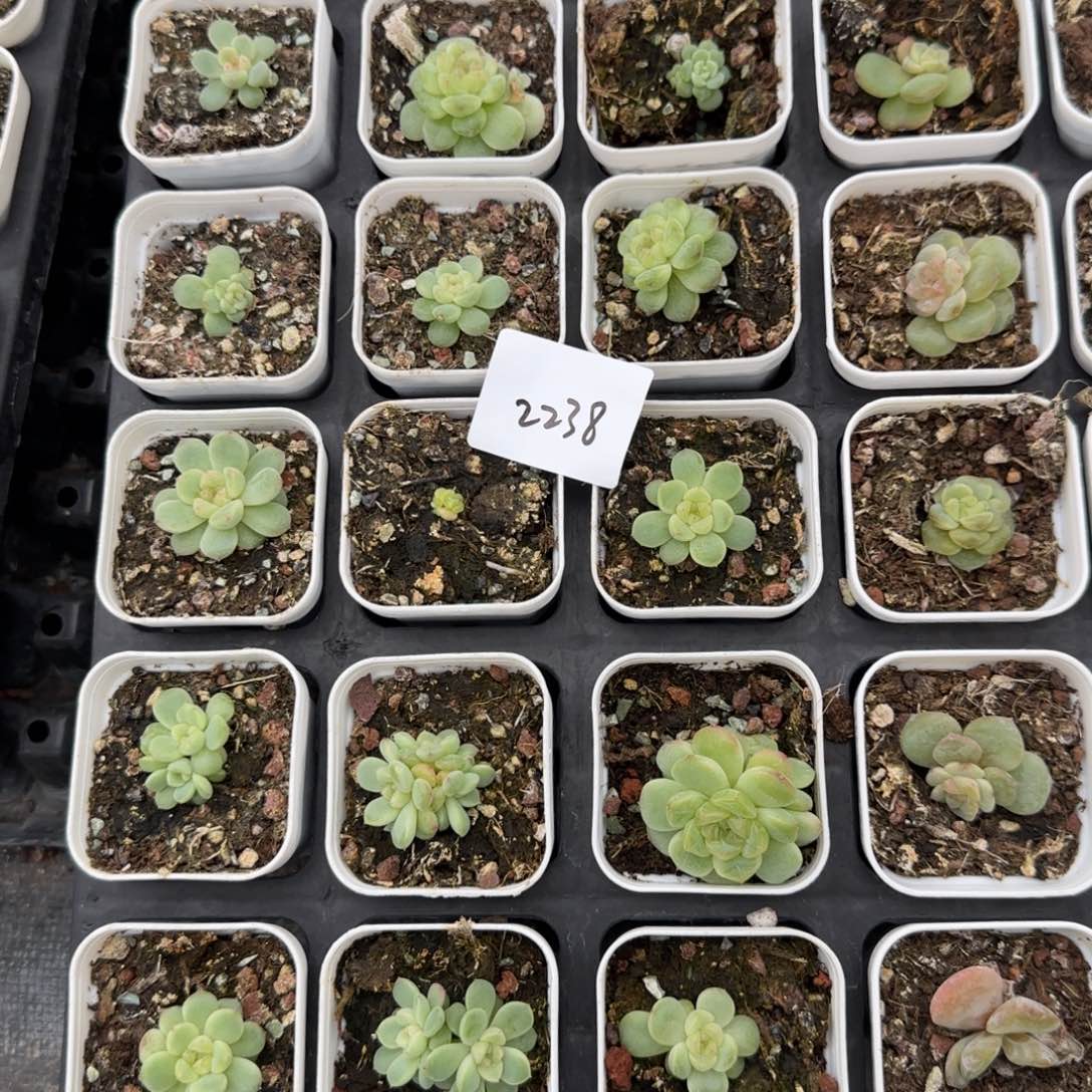 2238 号竹马18个满20包邮