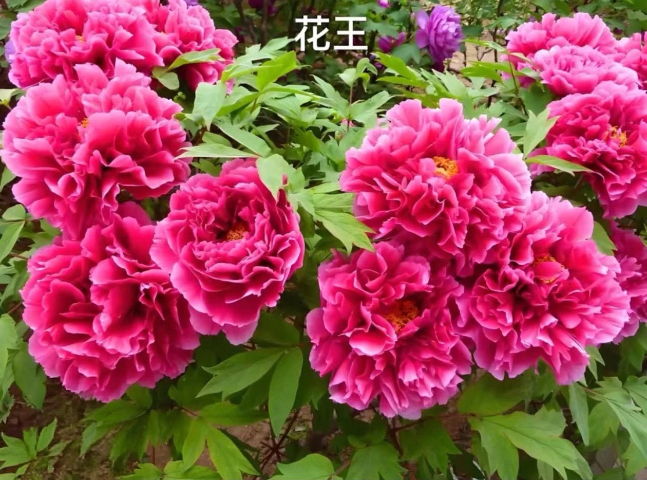 重磅福利：牡丹（牡丹花王）菏泽基地现挖现发牡丹苗盆栽地栽庭园观