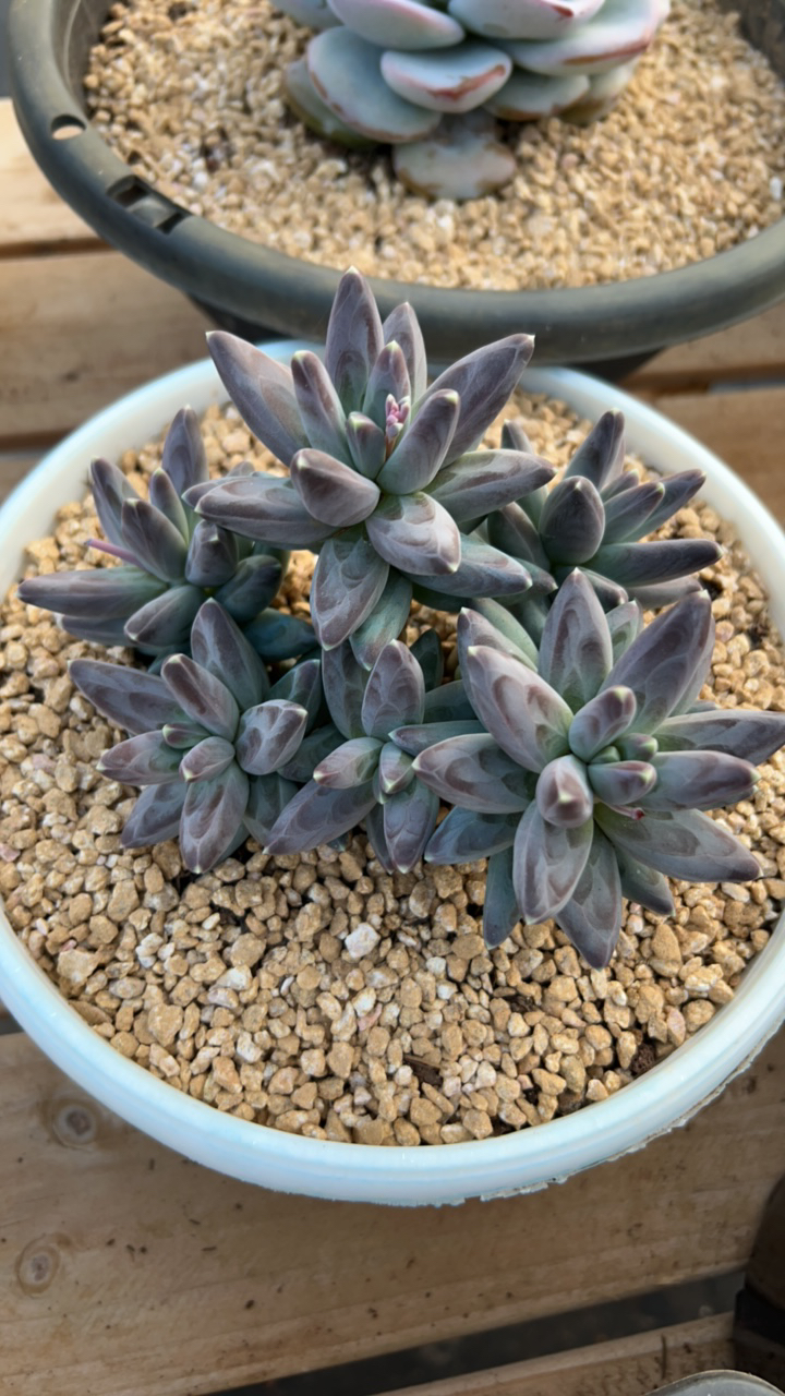 多肉乌拉克拉（整桩整群无砍老桩）